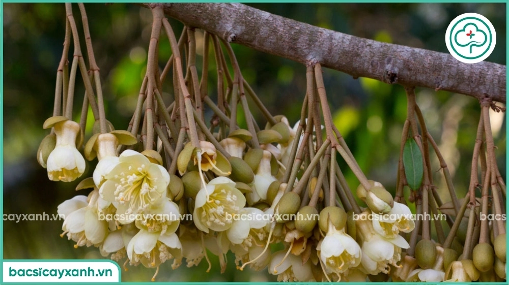 Quá trình thụ phấn của hoa sầu riêng